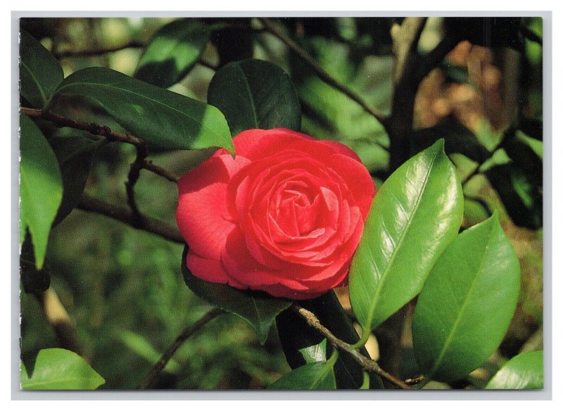 Postcard Red Camellia Hawaii Continental View