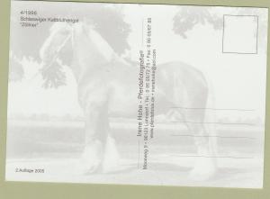 Schleswiger Kalthlut Hengst Big Draft Horse Zollner Post Card