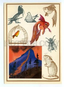 152605 Canary Pigeon goldfish house fly Old russian PC