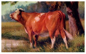 Cow in Pasture