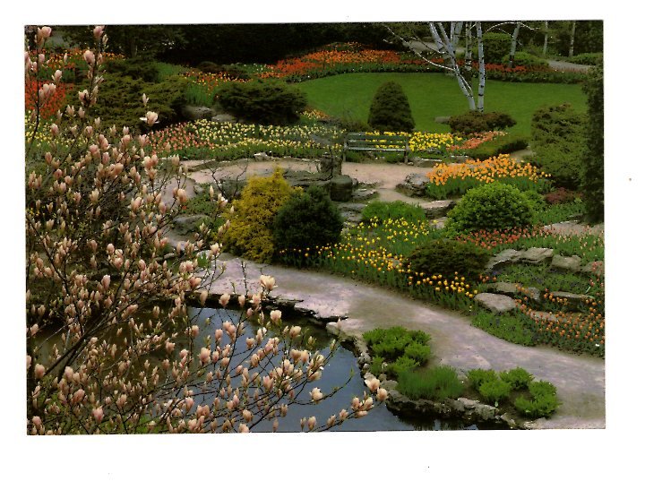 Royal Botanical Gardens, Blossoms, Hamilton, Ontario Large 5X7 Postcard