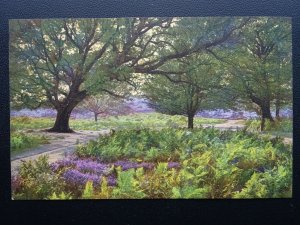 Hampshire NEW FOREST - OAK & FERN Beauty Spots of England c1914 Postcard 3176
