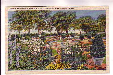 Flower Garden, Lilies, David Lynch Memorial Park, Beverly, Massachusetts, Str...