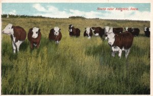 Vintage Postcard White Face Aberdeen Angus In Pastures Scene Near Atlantic Lowa
