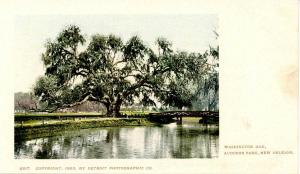 LA - New Orleans. Washington Oak in Audubon Park (Private Mailing Card)  Size...