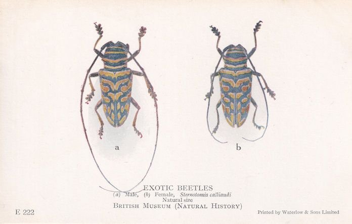 Sternotomis Calliandi Exotic Beetles Antique Natural History Museum Postcard