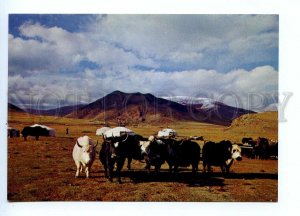 495657 Mongolia Yaks Old photo Wangchindorj postcard