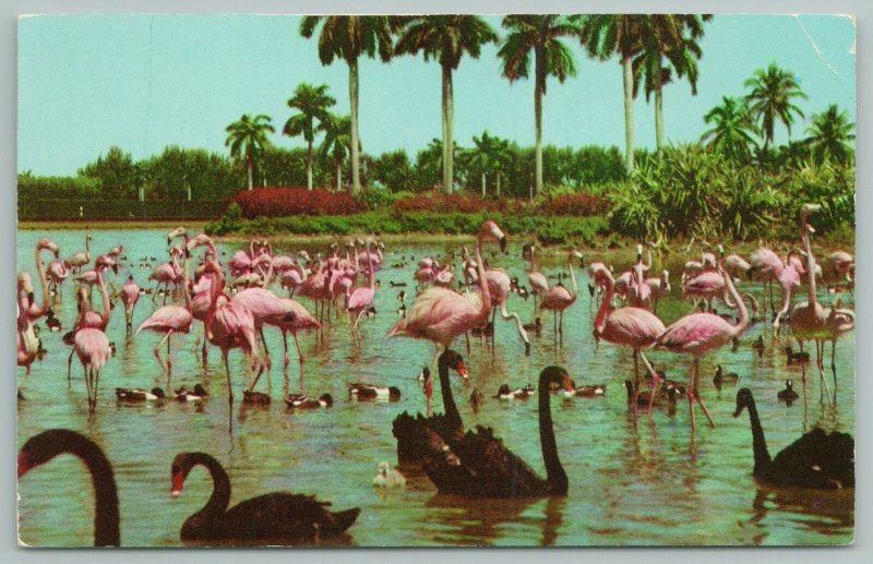 Miami Florida~Flamingos And Swans On Infield Lake~Hialeah Race~Vintage Postcard