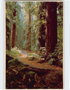 Postcard Wonders Of The Ages, Avenue of the Giants, California