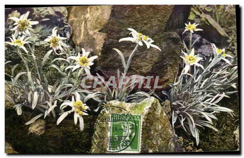 Old Postcard Flowers Leontopodium alpinum