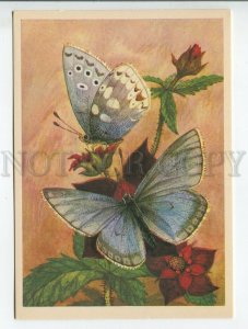 455238 1982 butterflies Ascension's Argiades aquilo wosnesenskyi Men Aristov