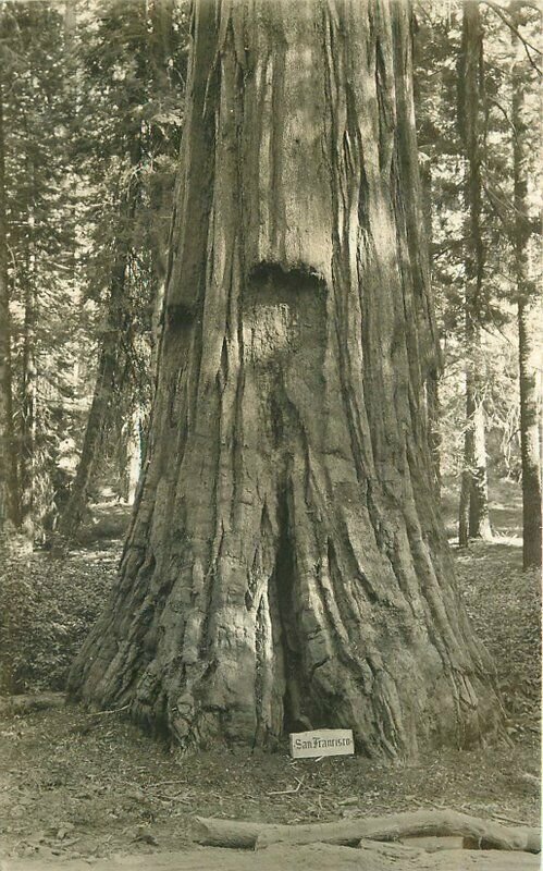 Big Trees California San Francisco C-1910 RPPC Photo Postcard 20-9837