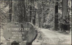 FOUNDER'S TREE WORLD TALLEST TREE