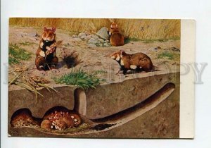 3178122 GERMANY HUNTING hamsters and hamsters burrow #124