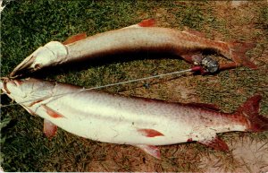 Leech Lake Muskies,MN BIN