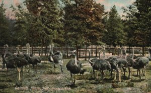 Vintage Postcard 1908 Ostrich Farm Hot Springs Arkansas International Post Card