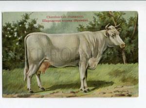 270035 RUSSIAN BUNGART Charolais Cow Vintage BAGGOVUT postcard