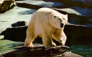 An Alaskan Polar Bear Alaska 1960