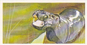 Brooke Bond Vintage Trade Card Vanishing Wildlife 1978 No 19 Pygmy Hippo