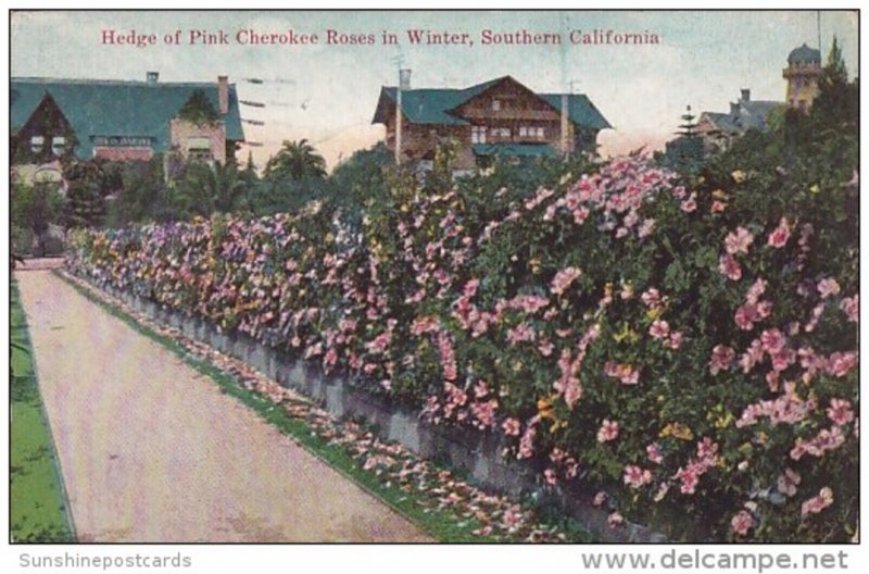 Hedge Of Pink Cherokee Roses In Winter Southern California 1920