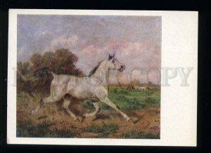 208753 RUSSIA HORSES SVERCHKOV gray stallion trotting postcard