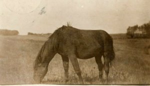 1909 Davenport Iowa IA Our Colt Horse Amateur RPPC Photo Antique Postcard 