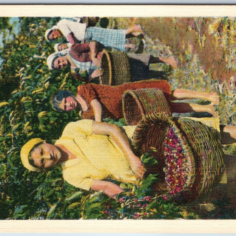 c1940s Costa Rica Occupational Native Girl Picking Coffee Carlos Federspiel A207