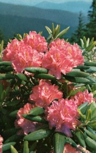 Purple Rhododendron,Great Smokey Mountains National Park BIN