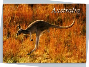 Postcard Australian Kangaroo - Easter Grey in full light