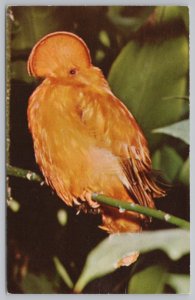 South American Male Orange Cock Of The Rock Bird~Half Moon Crest~Vintage PC