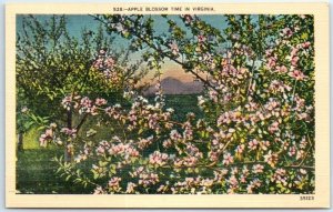 Postcard - Apple Blossom Time In Virginia