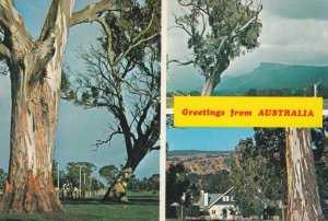 GREETINGS FROM AUSTRALIA - Vintage POSTCARD