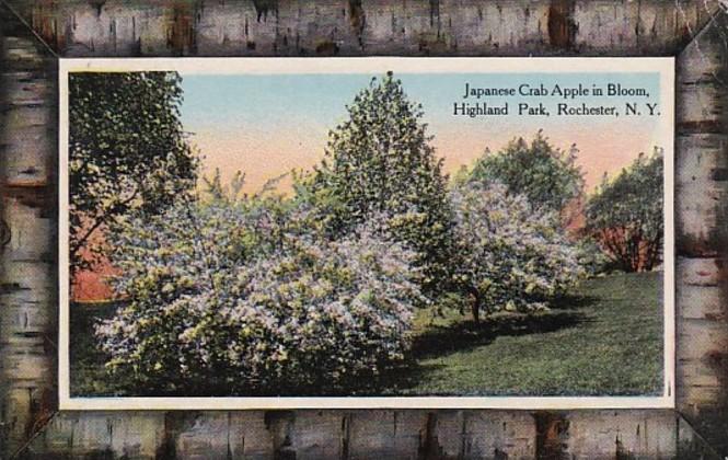 New York Rochester Japanese Crab Apple Tree In Bloom In Highland Park 1913