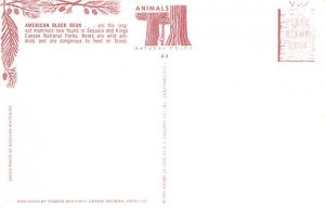 American Black Bear Sequoia & Kings Canyon National Parks Postcard