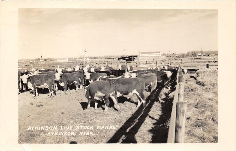 Atkinson NE~Live Stock Market~Herefords~Sandhills Cattle Auction Bldg~1955 RPPC