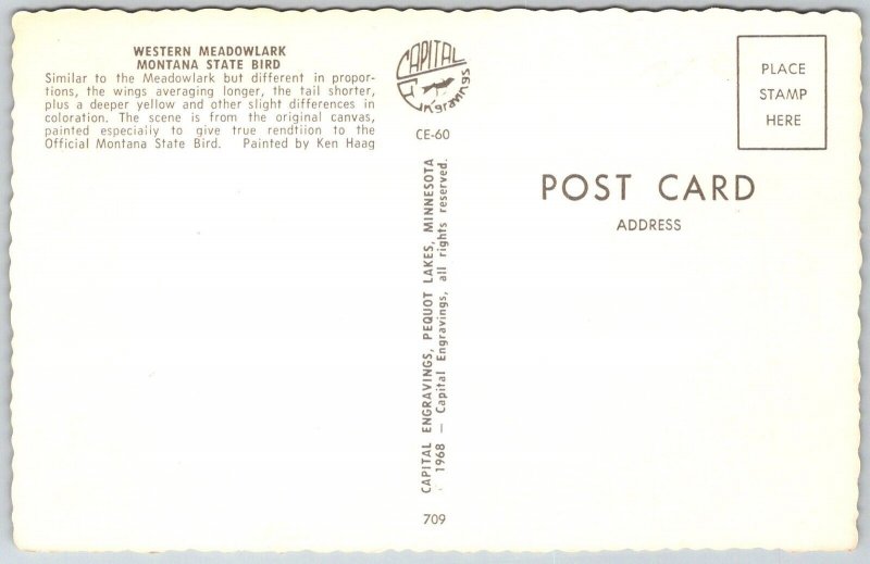 MONTANA State Bird 1968 Postcard Western Meadowlark
