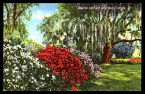 Florida Azaleas and Live Oak Trees pm1951 - Linen