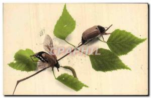 Old Postcard Insects