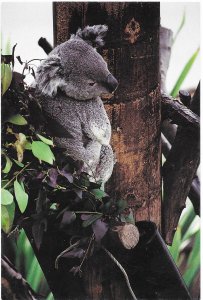 A Kuddly Koala Bear is Actually Not a Bear A Marsupial 4 by 6