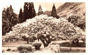 Honolulu Hawaii, Poinciana Regia Tree RPPC Vintage Postcard Real Photo