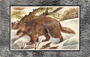 Wolverine Or Glutton Beaver 1921 