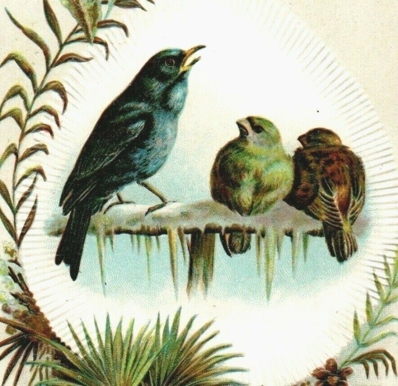 1880s Embossed Victorian Trade Card Beautiful Birds P224