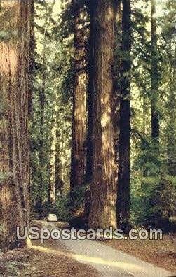 CA Redwoods - Big Sur