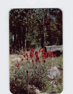 Postcard Indian Paint Brush, State Flower of Wyoming