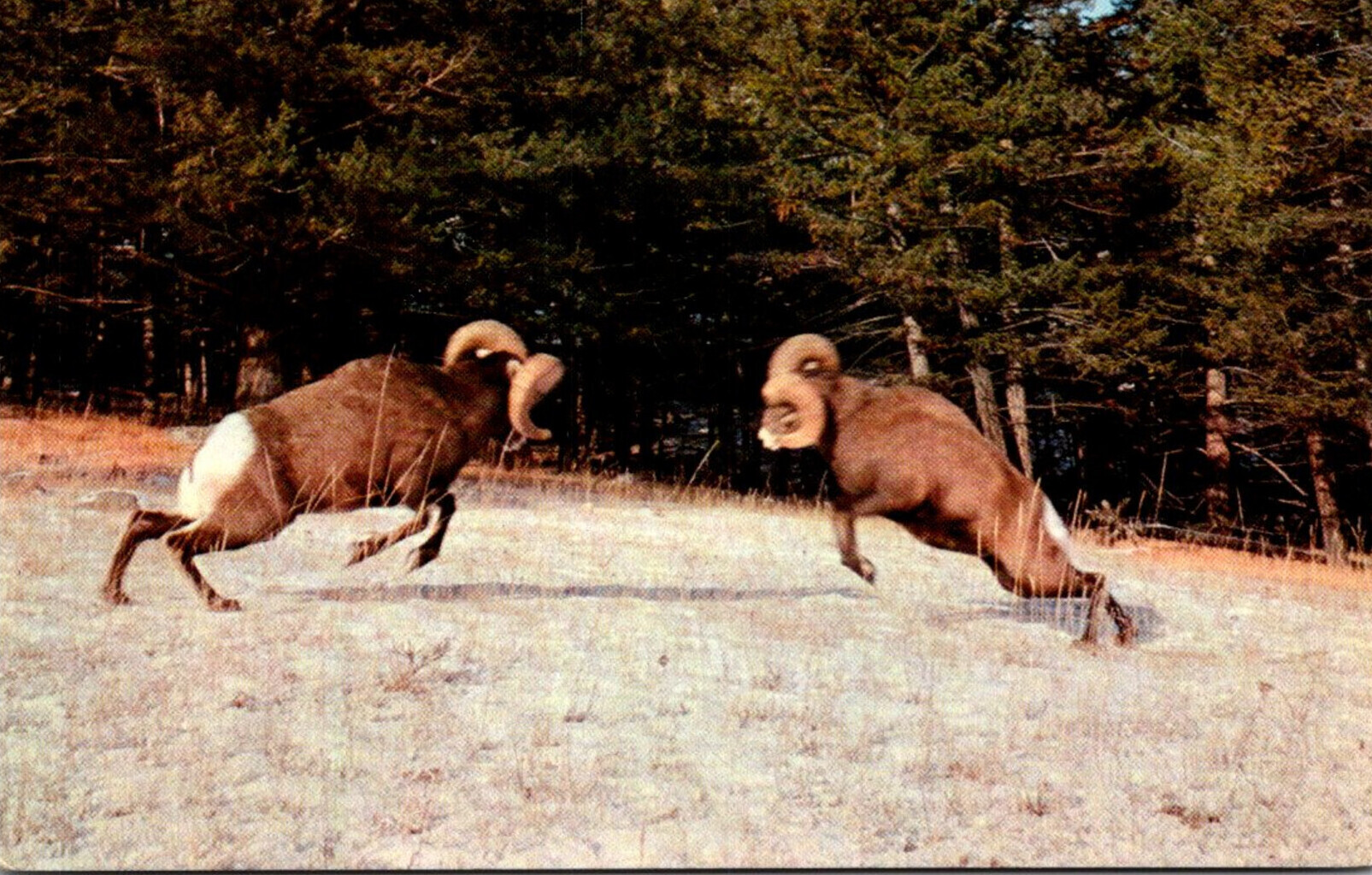 bighorn rams fighting