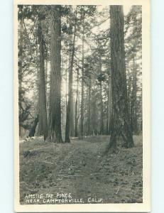 Pre-1930 rppc PINE TREES IN FOREST Camptonville California CA t2456