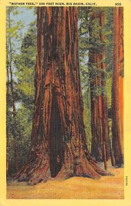 Mother Tree 335 feet high Big Basin California Postcard