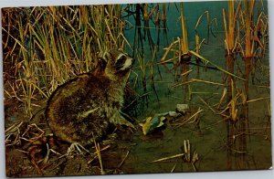 Postcard Raccoon feeding along lake edge