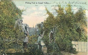 Picking Fruit in Grand Valley, Colorado, CO, 1919 Divided Back