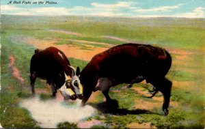 Bulls A Bull Fight On The Plains